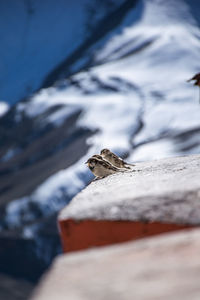 Close-up of bird perching on rock