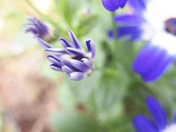 Close-up of purple flowering plant