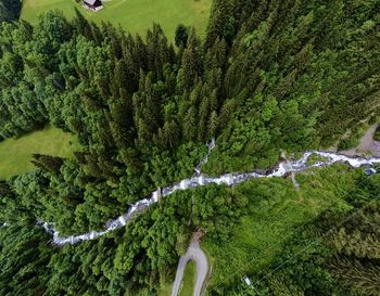 High angle view of trees growing in forest