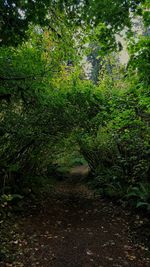 Plants growing on a tree