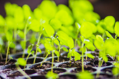 Close-up of green leaves on field