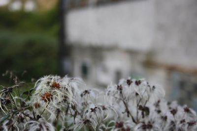 Close-up of white flowering plant