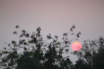 Low angle view of trees against sky