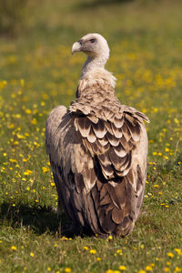 Close-up of eagle