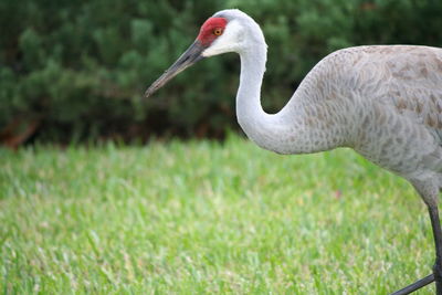 Close-up of swan on field