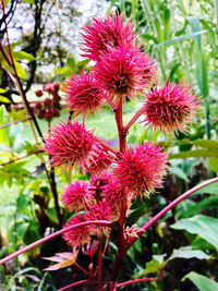 Close-up of pink flowering plants
