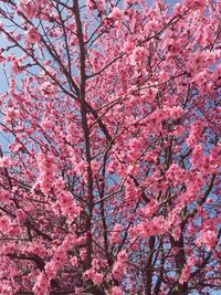 Low angle view of cherry blossoms