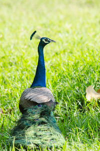 India peafowl