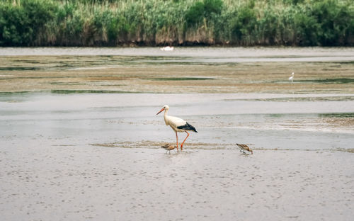 Bird perching on a beach