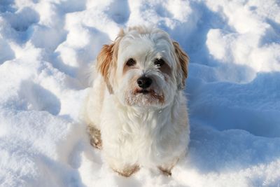 Portrait of dog in snow