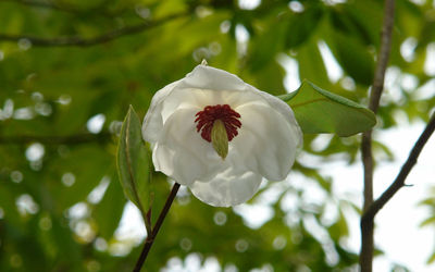 Close-up of white flower blooming on tree