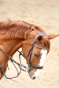 Close-up of a horse