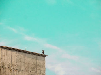 Low angle view of crow perching on roof