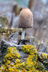 Close-up of mushroom growing on rock