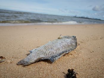 Close-up of dead fish on beach