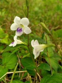 plant