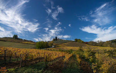 Scenic view of field against sky