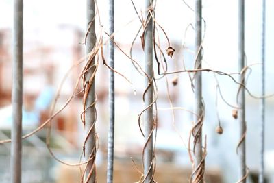 Close-up of dried plants on railing