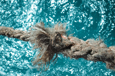 Close-up of dead fish in swimming pool