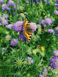 High angle view of butterfly on purple flowers