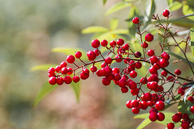 Close-up of red berries growing on tree