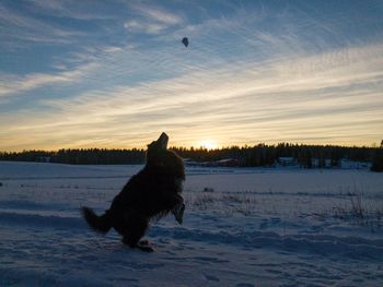 Black dog on snow covered land