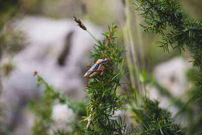 Close-up of insect on pine tree