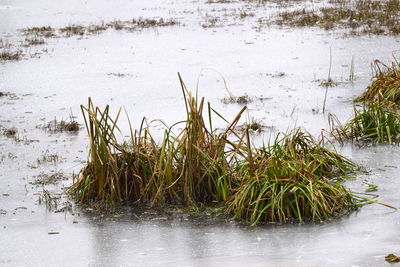 Scenic view of lake in winter