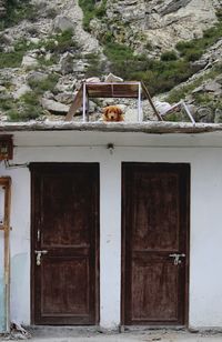 Dog guarding building in the mountains of kinnaur 