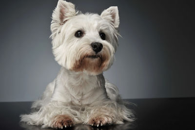 Close-up of dog against gray background