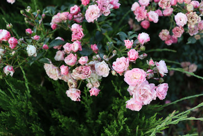 Close-up of pink flowering plants