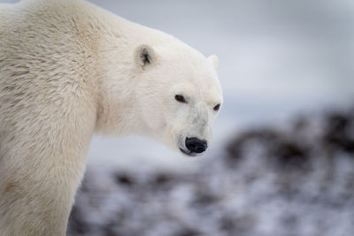 Close-up of polar bear standing on rocks