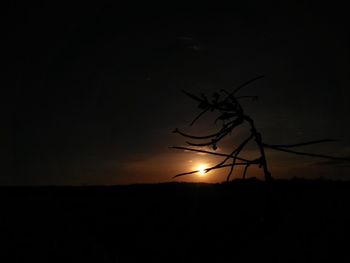 Silhouette of plant against sky at night