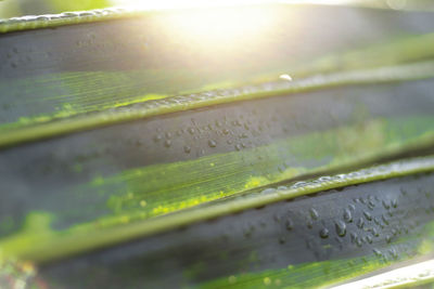 Close-up of wet glass