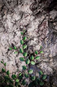 Full frame shot of plants