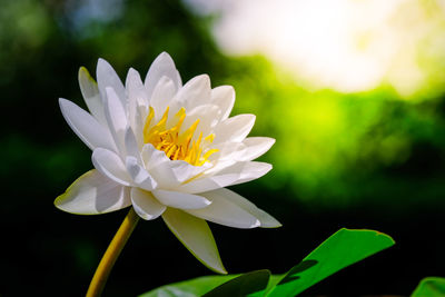 Close-up of white flower