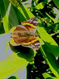 Close-up of insect on leaves