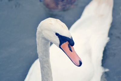 Close-up of swan swimming on lake