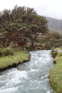 Scenic view of river amidst trees in forest against sky