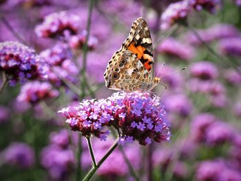 Close-up of butterfly pollinating flower