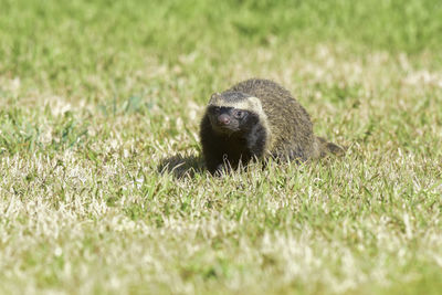 Close-up of squirrel on grassy field