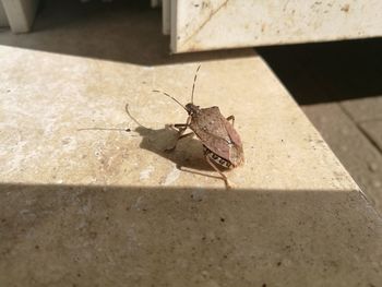 High angle view of insect