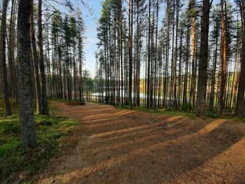 Trees growing on field in forest