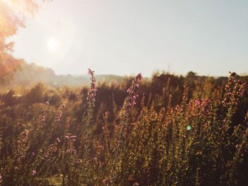 Plants growing on field against sky