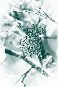 Close-up of frozen plant during winter