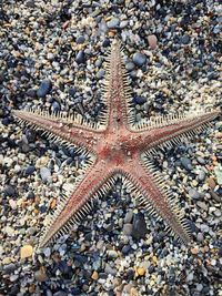 starfish