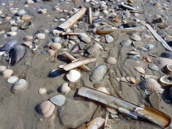 High angle view of shells on beach