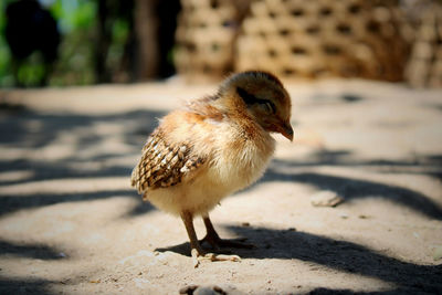 Close-up of a bird