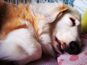 Close-up of dog sleeping on bed