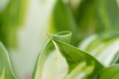 Close-up of dew drops on leaves